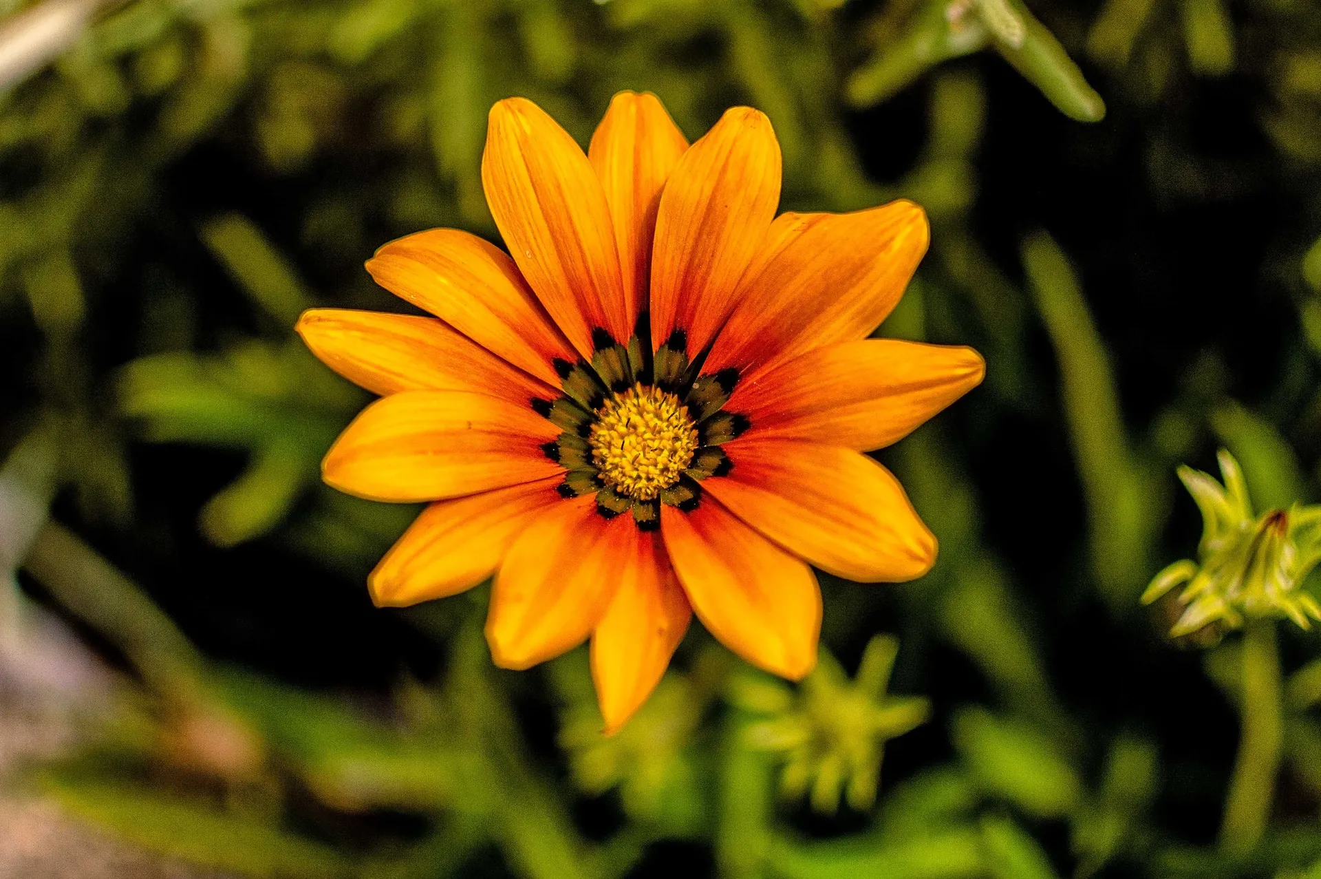 Official College of Biologists of the Comunitat Valenciana