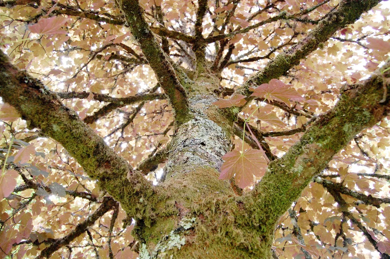 Pastel - Juan Ponce Guardiola