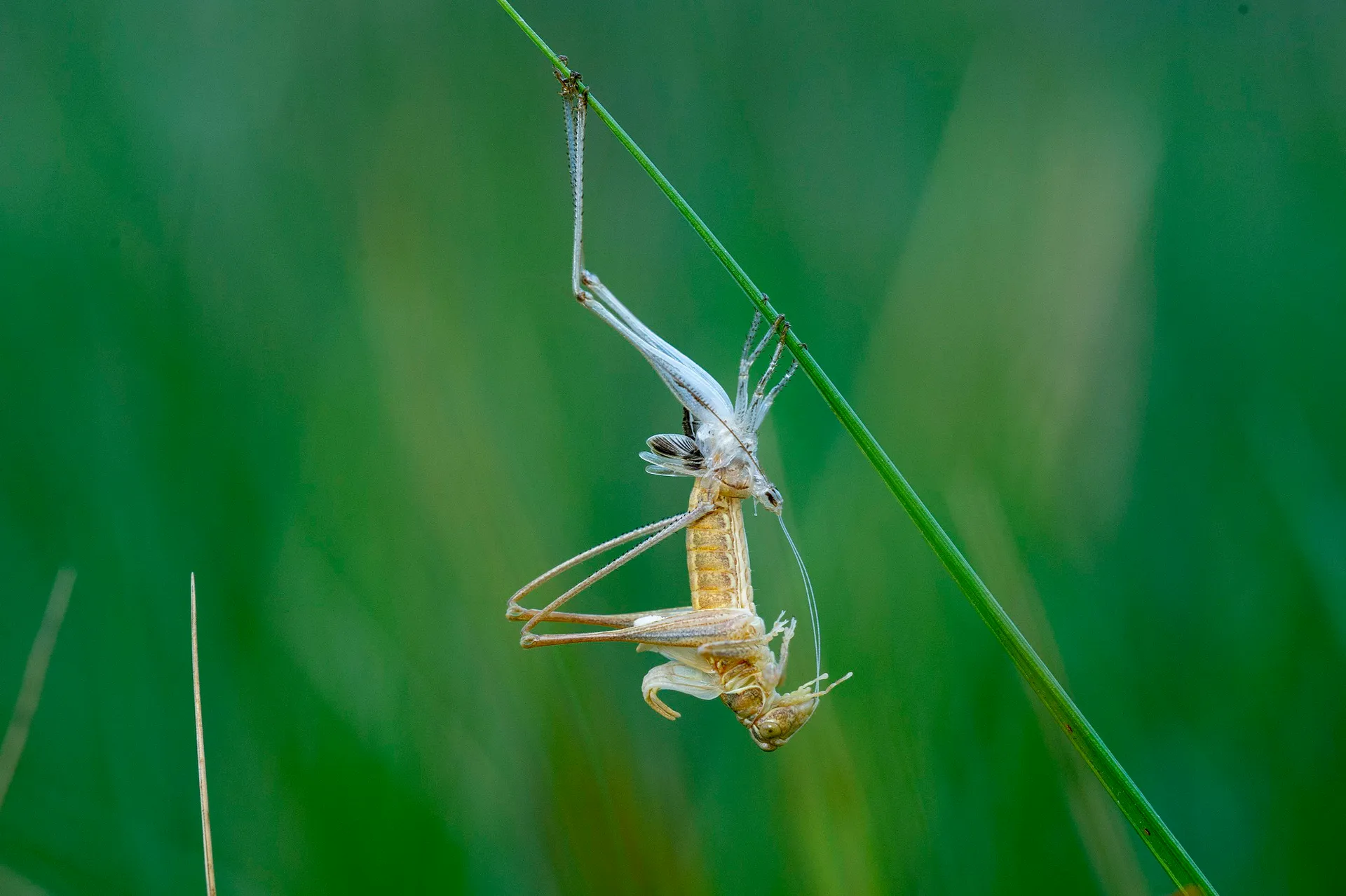 Official College of Biologists of the Comunitat Valenciana